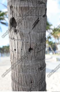 tree palm bark 0004